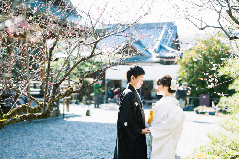 綺麗な梅の季節