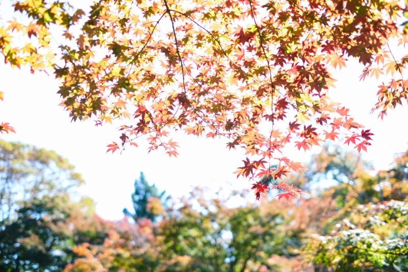 紅葉
