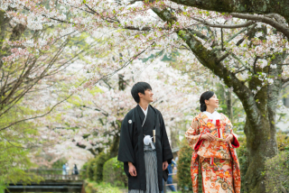 桜を求めてロケーション撮影