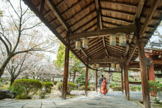 桜とロケーション２箇所プラン