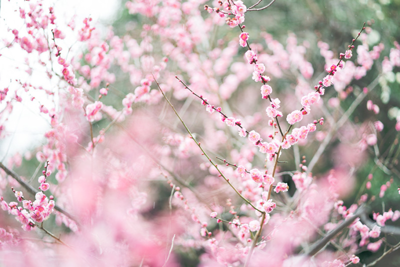 かわいいピンク色