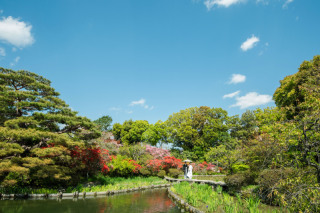 ツツジの咲く所