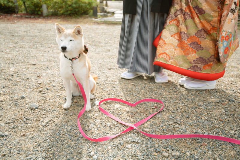 わんちゃんショットその2