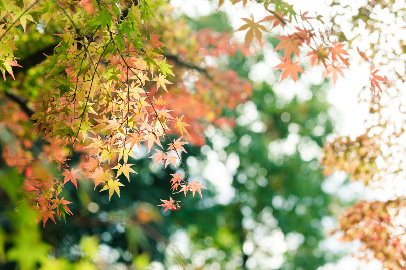 ロケーション２ヶ所プラン【秋】