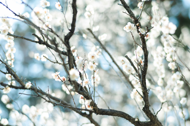 ２月の梅