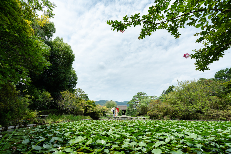 百日紅が見てる