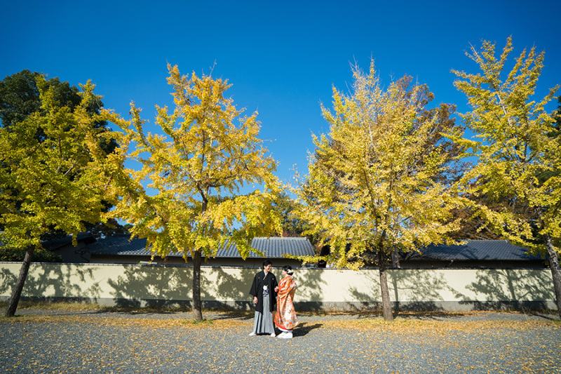 イチョウが綺麗