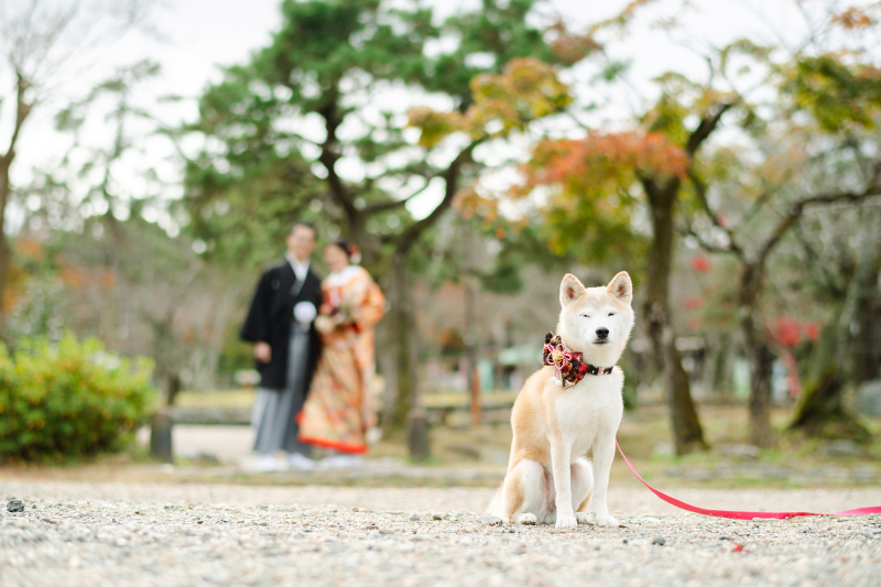 ワンちゃんとの撮影はじっくりと