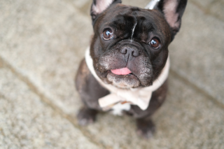 京都 美翔苑（KYOTO BISHOUEN）