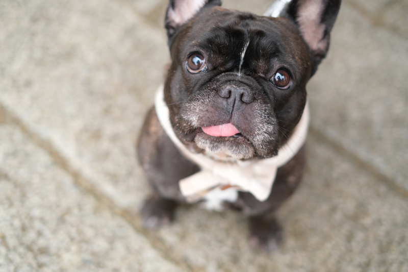 京都 美翔苑（KYOTO BISHOUEN）_ペットと一緒に撮影できる