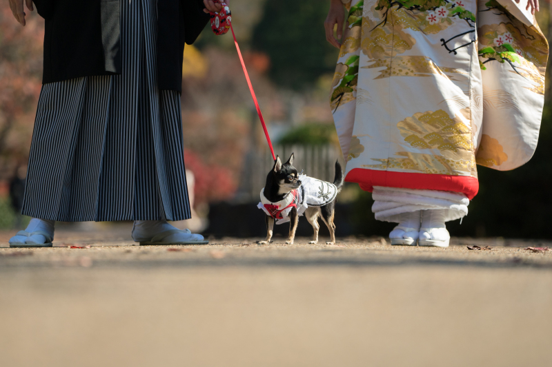 愛犬にスポットを当てて撮影しましょう
