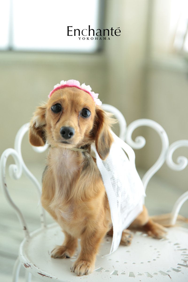 わんちゃんのソロカット