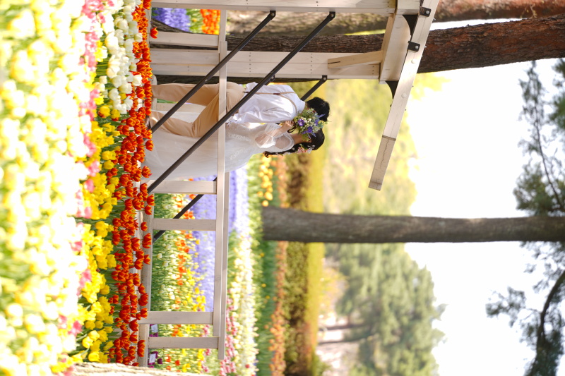 続いてはチューリップ