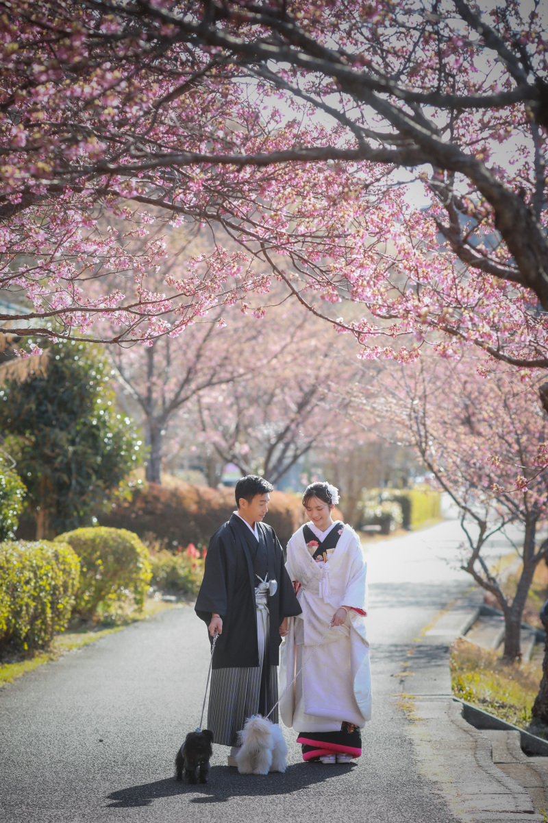 いつものお散歩風景