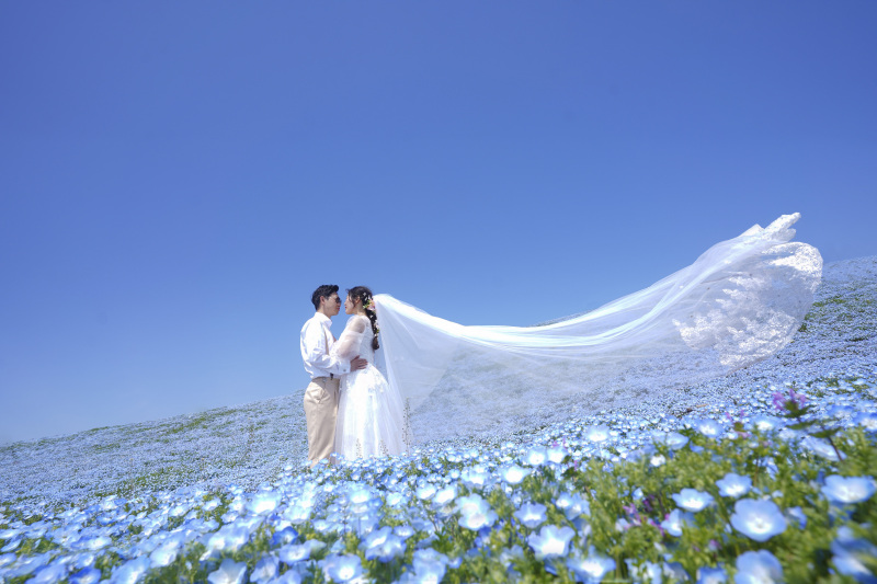 ひたち海浜公園　ネモフィラの丘