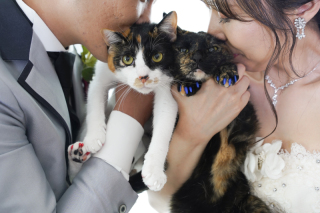 【猫ちゃんとフォトウェデイング】
