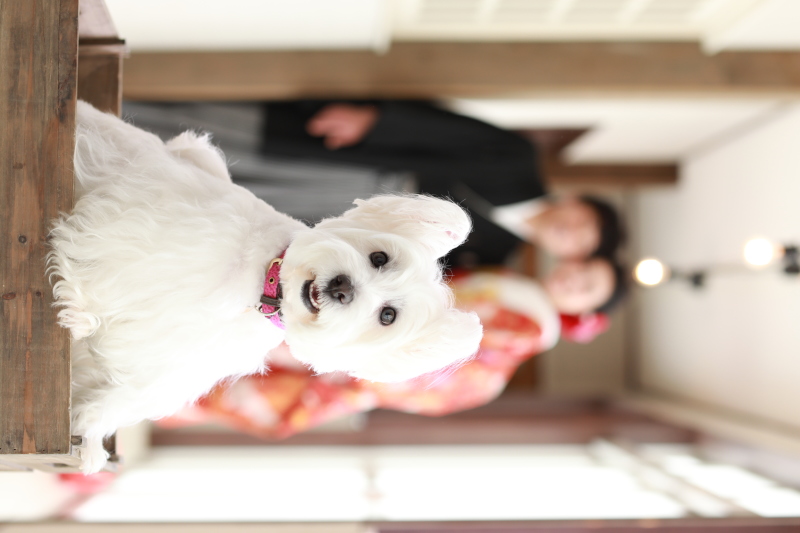 わんちゃんも主役に！