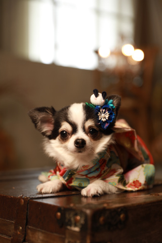 わんちゃん衣装レンタル