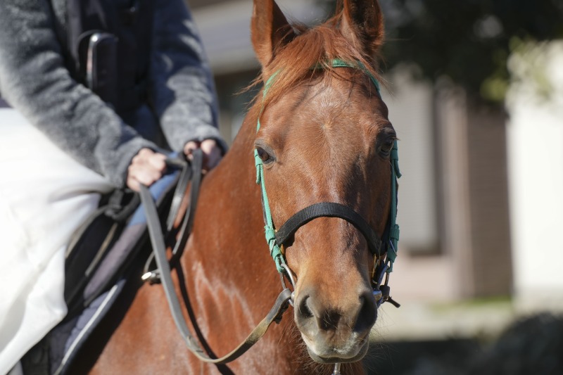 いつもの子に乗って