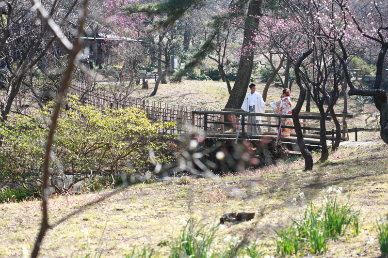 梅林の中をお散歩