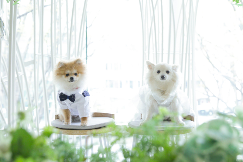 ペットだけの写真も