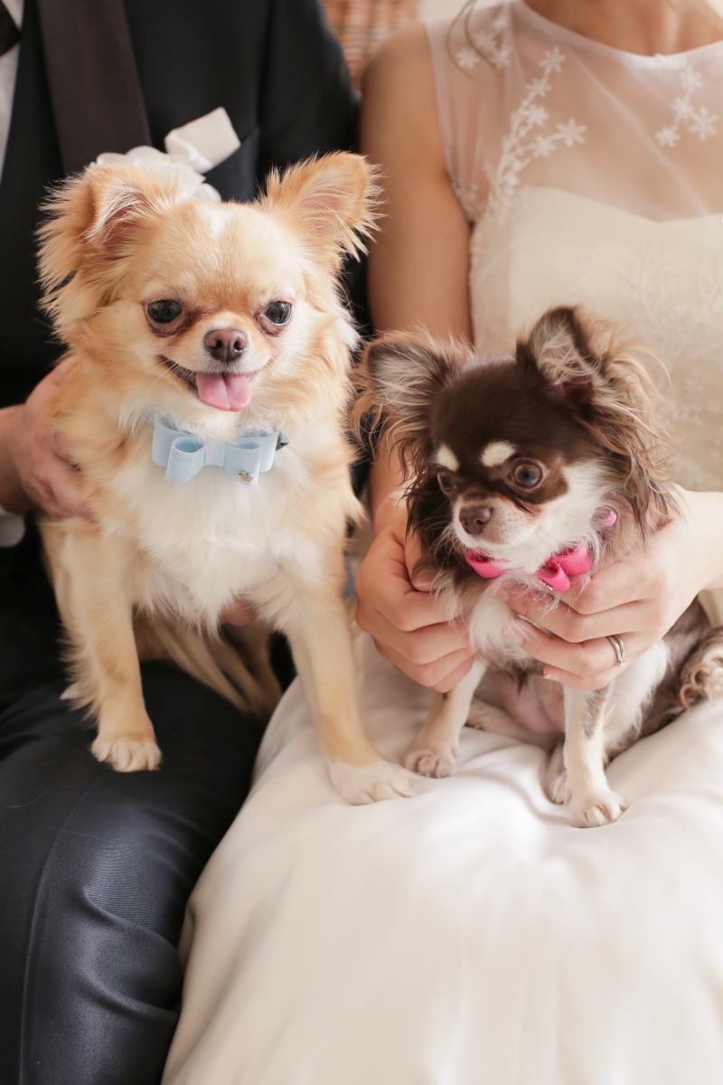 小さな結婚式　仙台店_ペットと一緒に撮影できる