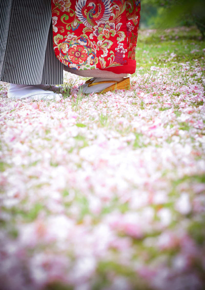 桜のじゅうたんで