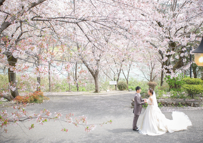 満開のソメイヨシノと