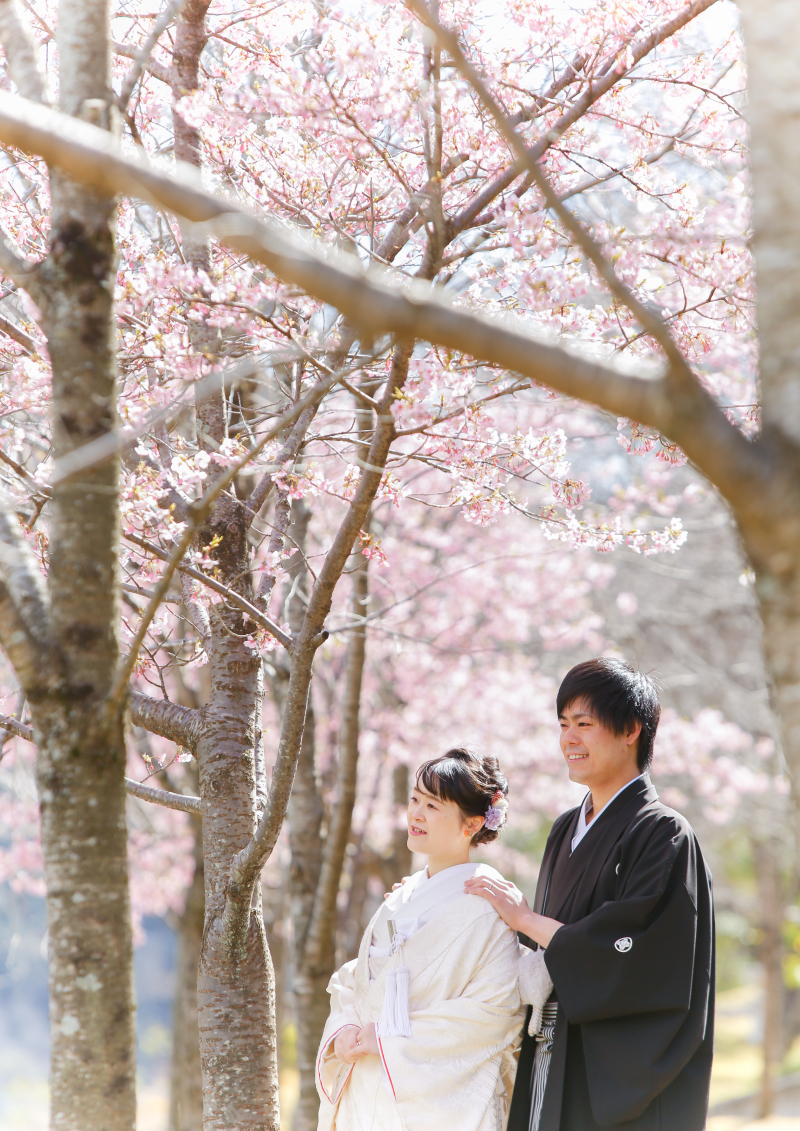 河津桜も満開です!