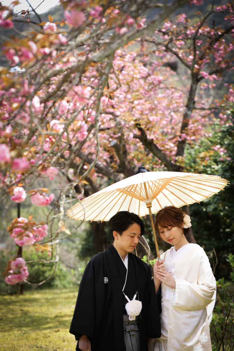 サクラロケーションフォト