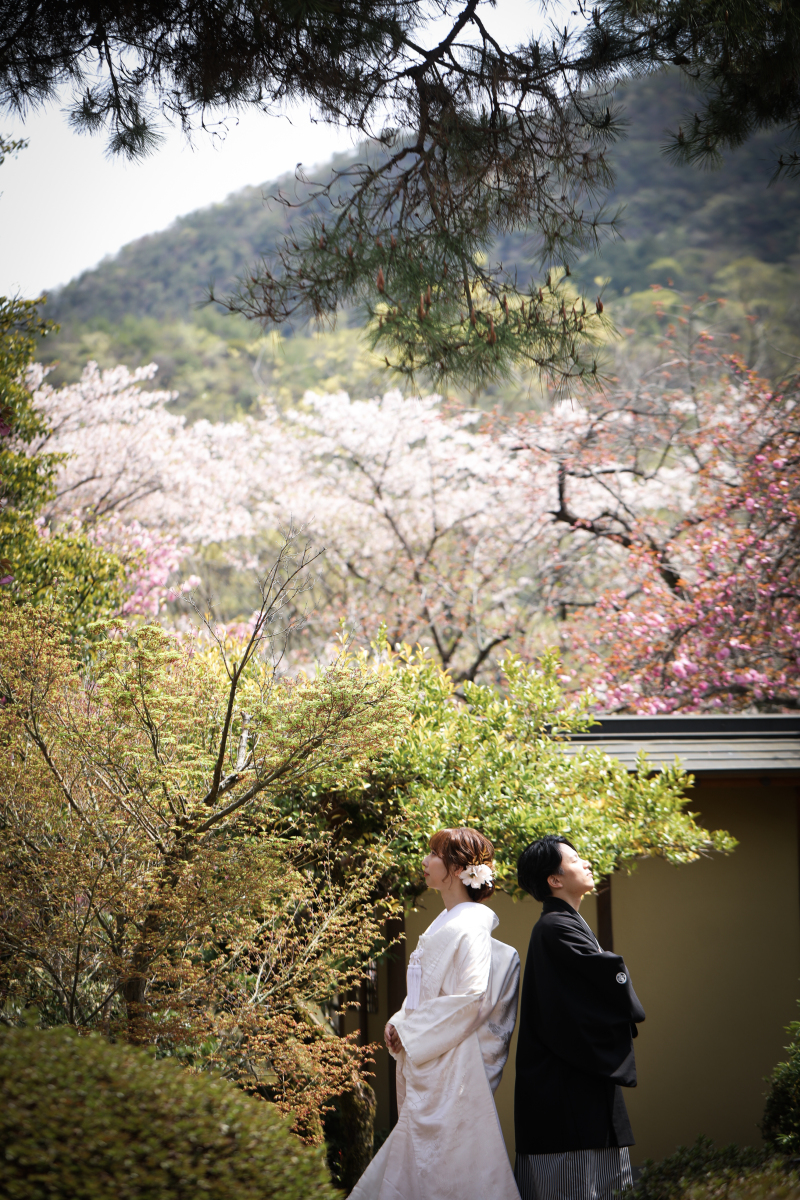 サクラロケーションフォト