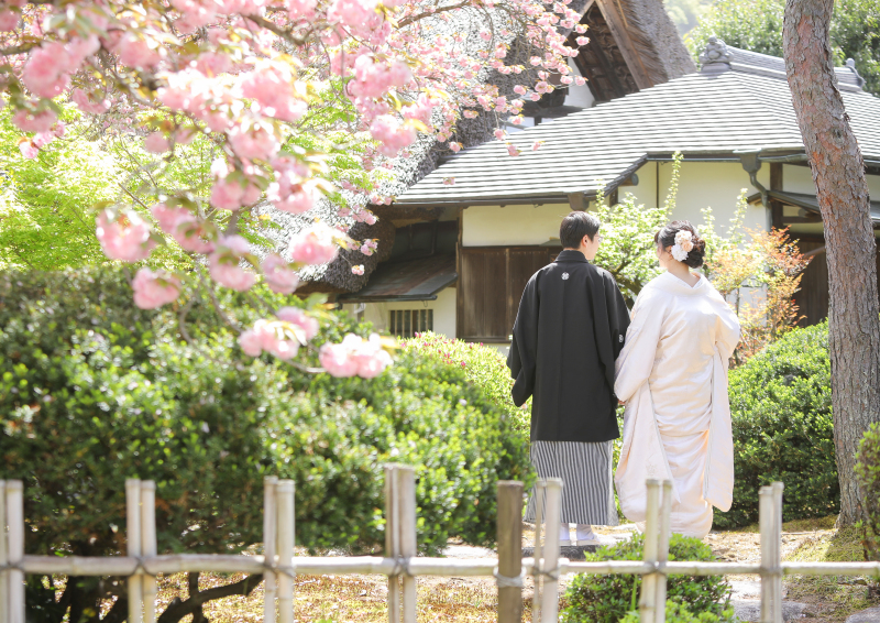 満開の八重桜と