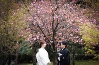 サクラのロケーション撮影