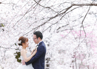 ソメイヨシノが満開です♪