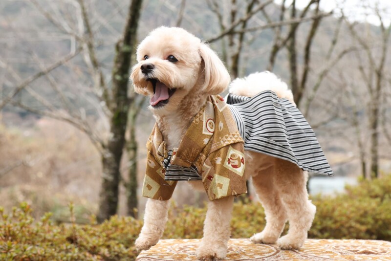 サクラヒルズ創寫舘_ペットと一緒に撮影できる