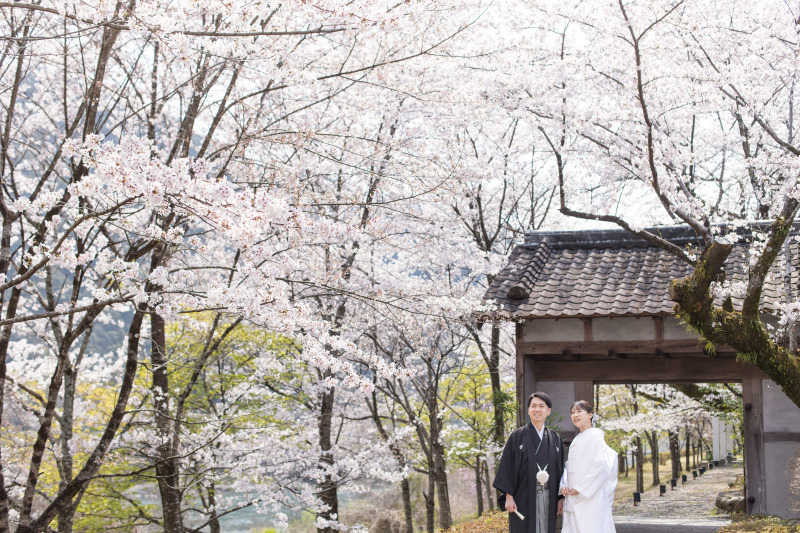 満開の桜と二人だけの穏やかな時間