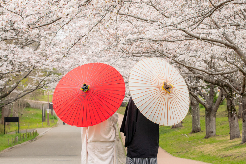 -桜のトンネル-