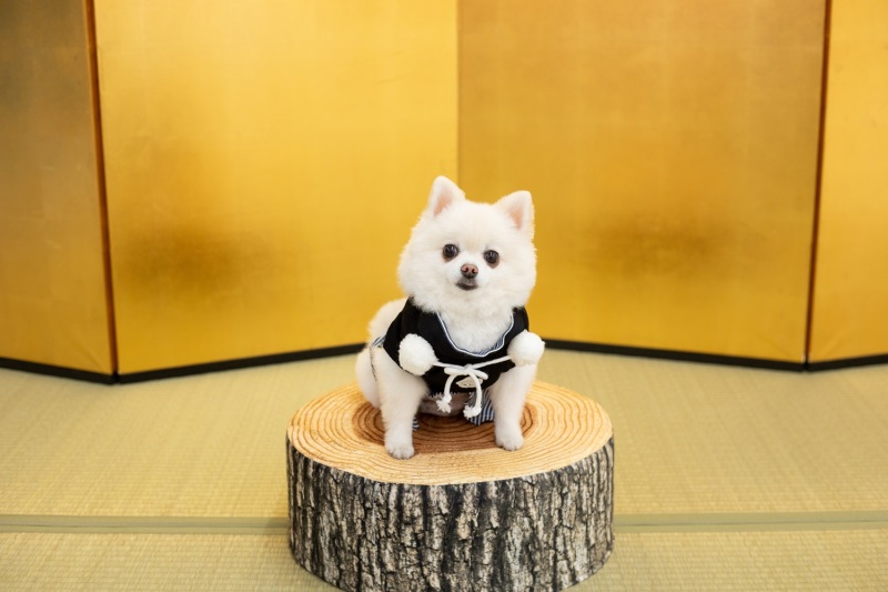 ペットのみの撮影！！