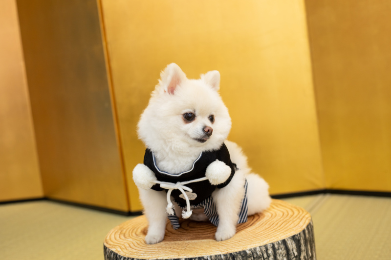 華雅苑　千葉店_ペットと一緒に撮影できる