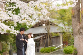 ✿阿佐ヶ谷神明宮での桜✿