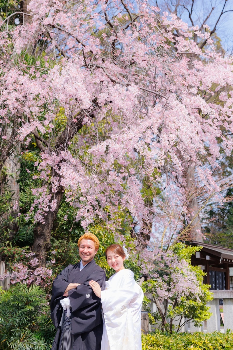 阿佐ヶ谷神明宮のさくら✿