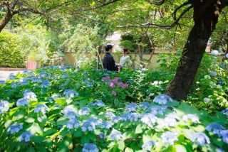 6/14大田黒公園～紫陽花♪～