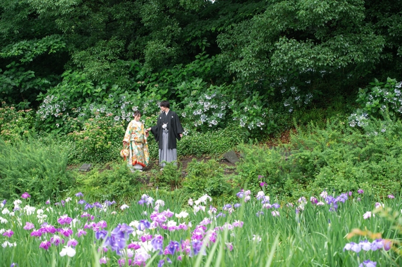 アジサイ×ハナショウブ