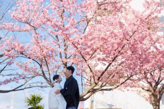 2/26河津桜フォト❀河川敷