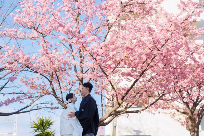 2/26河津桜フォト❀河川敷