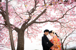 華雅苑　浅草橋本店 _【２月下旬～３月上旬限定】河津桜ロケ