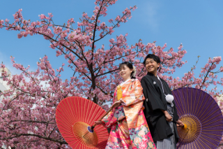 華雅苑　浅草橋本店 _【２月下旬～３月上旬限定】河津桜ロケ