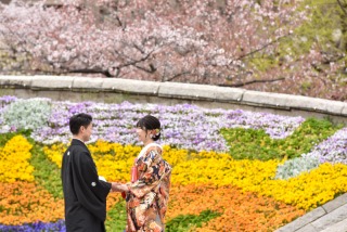 華雅苑　浅草橋本店 _【3月～4月上旬】桜season