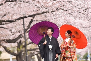 華雅苑　浅草橋本店 _【3月～4月上旬】桜season