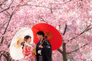 華雅苑　浅草橋本店 _【２月下旬～３月上旬限定】河津桜ロケ